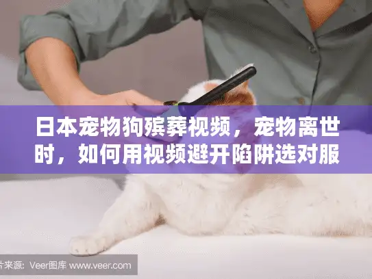 日本宠物狗殡葬视频，宠物离世时，如何用视频避开陷阱选对服务？
