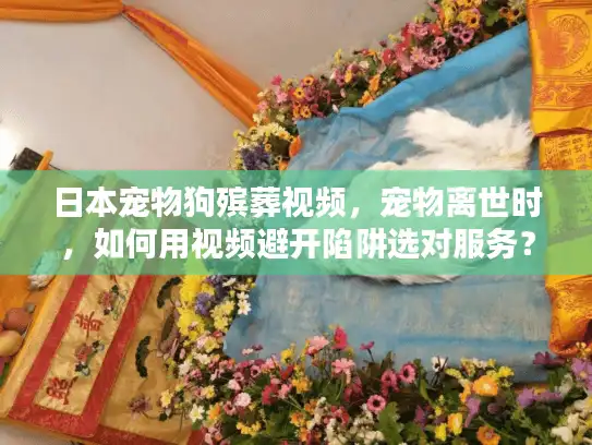 日本宠物狗殡葬视频，宠物离世时，如何用视频避开陷阱选对服务？