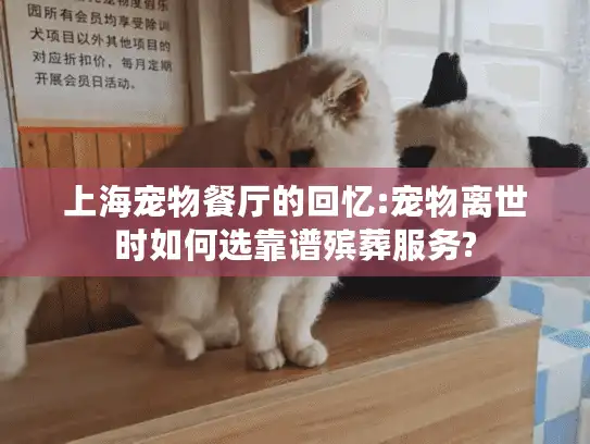 上海宠物餐厅的回忆:宠物离世时如何选靠谱殡葬服务?