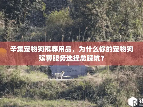 辛集宠物狗殡葬用品，为什么你的宠物狗殡葬服务选择总踩坑？