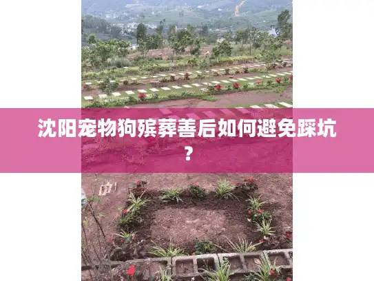沈阳宠物狗殡葬善后如何避免踩坑？
