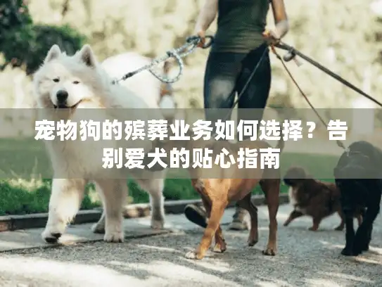宠物狗的殡葬业务如何选择？告别爱犬的贴心指南
