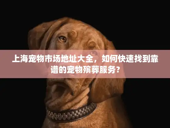 上海宠物市场地址大全，如何快速找到靠谱的宠物殡葬服务？