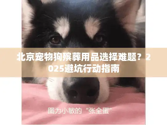 北京宠物狗殡葬用品选择难题？2025避坑行动指南