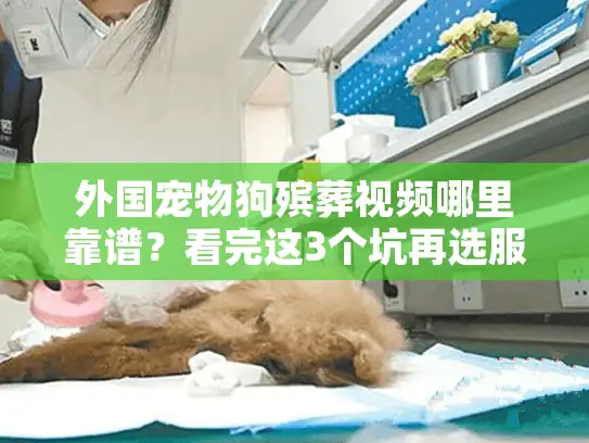 外国宠物狗殡葬视频哪里靠谱？看完这3个坑再选服务！