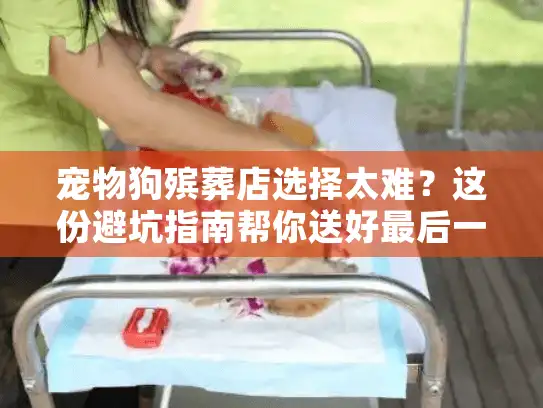 宠物狗殡葬店选择太难？这份避坑指南帮你送好最后一程