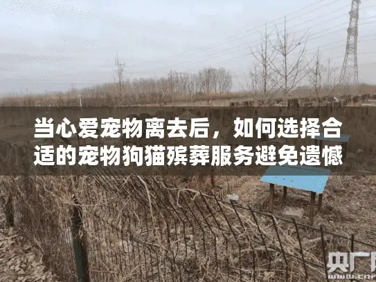 当心爱宠物离去后，如何选择合适的宠物狗猫殡葬服务避免遗憾？