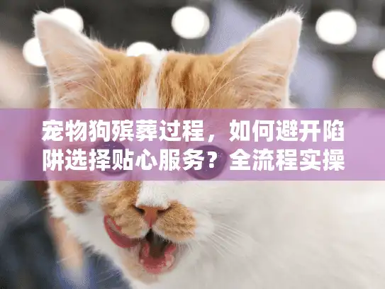 宠物狗殡葬过程，如何避开陷阱选择贴心服务？全流程实操指南