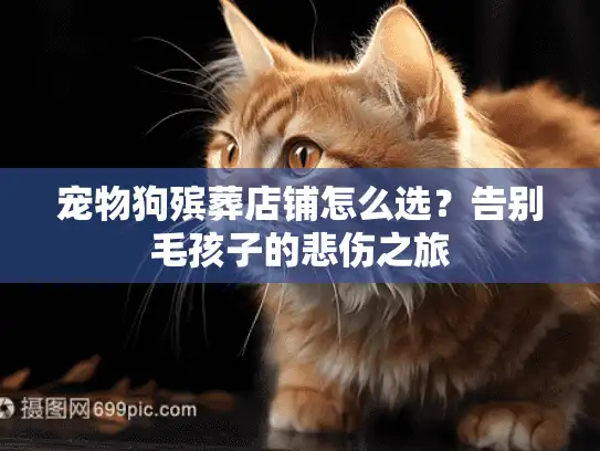 宠物狗殡葬店铺怎么选？告别毛孩子的悲伤之旅