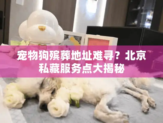 宠物狗殡葬地址难寻？北京私藏服务点大揭秘