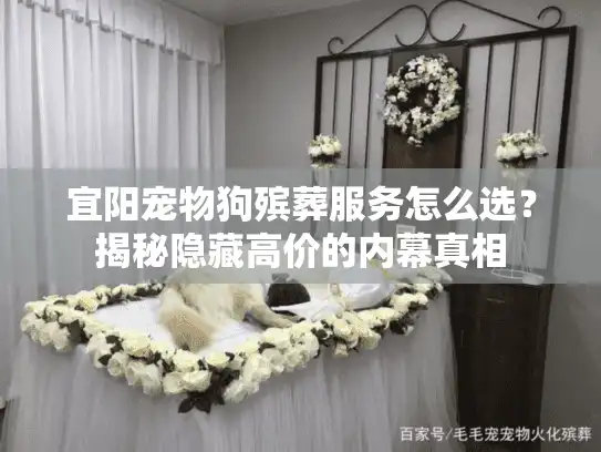 宜阳宠物狗殡葬服务怎么选？揭秘隐藏高价的内幕真相