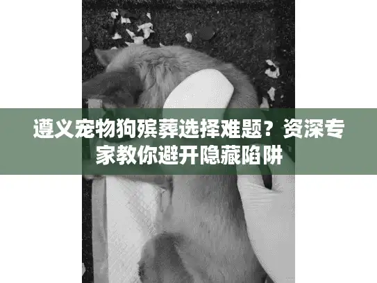 遵义宠物狗殡葬选择难题？资深专家教你避开隐藏陷阱