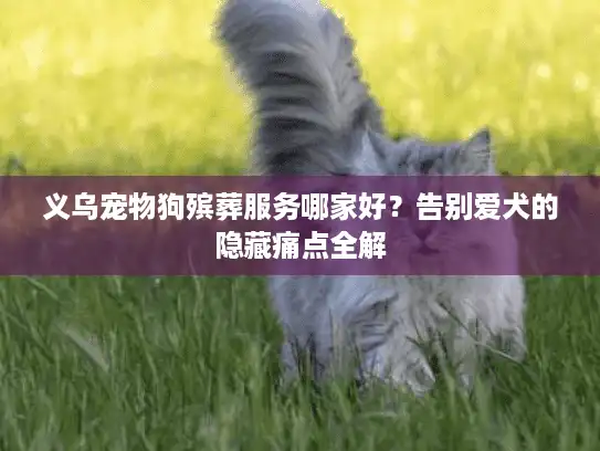 义乌宠物狗殡葬服务哪家好？告别爱犬的隐藏痛点全解