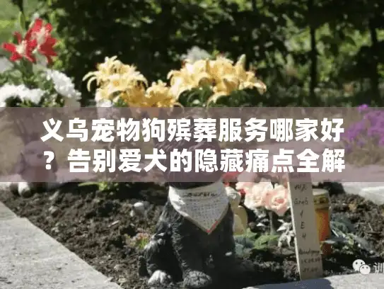 义乌宠物狗殡葬服务哪家好？告别爱犬的隐藏痛点全解