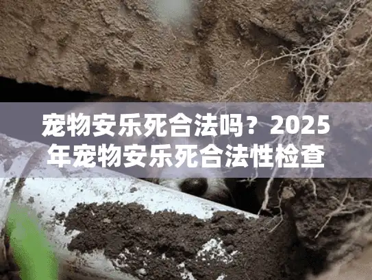 宠物安乐死合法吗？2025年宠物安乐死合法性检查与殡葬服务指南
