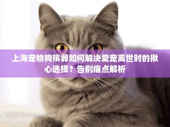 上海宠物狗殡葬如何解决爱宠离世时的揪心选择？告别痛点解析