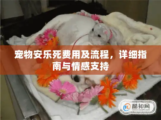 宠物安乐死费用及流程，详细指南与情感支持