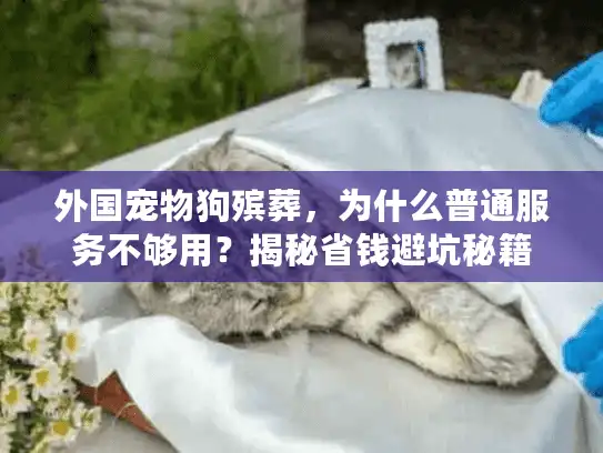 外国宠物狗殡葬，为什么普通服务不够用？揭秘省钱避坑秘籍