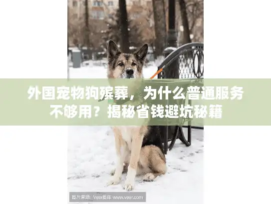 外国宠物狗殡葬，为什么普通服务不够用？揭秘省钱避坑秘籍