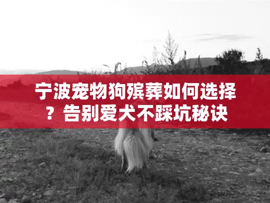 宁波宠物狗殡葬如何选择？告别爱犬不踩坑秘诀
