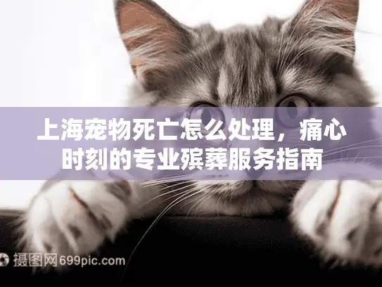 上海宠物死亡怎么处理，痛心时刻的专业殡葬服务指南