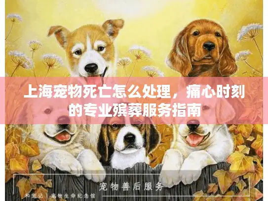 上海宠物死亡怎么处理，痛心时刻的专业殡葬服务指南