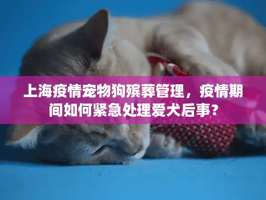 上海疫情宠物狗殡葬管理，疫情期间如何紧急处理爱犬后事？