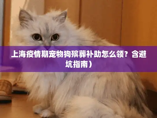 上海疫情期宠物狗殡葬补助怎么领？含避坑指南）