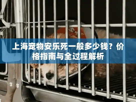 上海宠物安乐死一般多少钱？价格指南与全过程解析