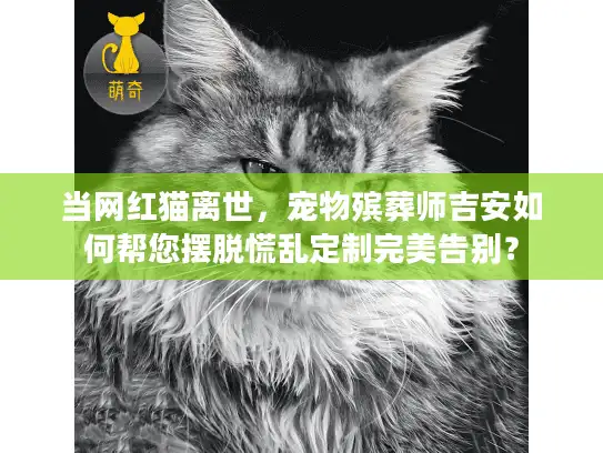 当网红猫离世，宠物殡葬师吉安如何帮您摆脱慌乱定制完美告别？
