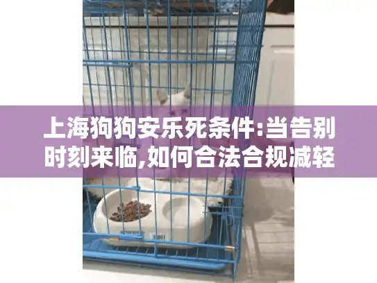 上海狗狗安乐死条件:当告别时刻来临,如何合法合规减轻宠物痛苦?