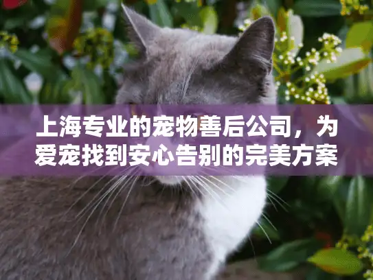 上海专业的宠物善后公司，为爱宠找到安心告别的完美方案