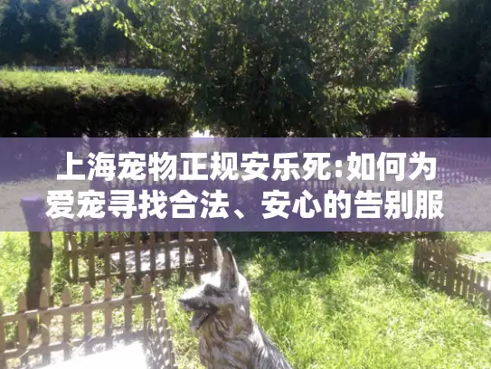 上海宠物正规安乐死:如何为爱宠寻找合法、安心的告别服务?
