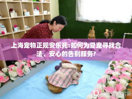 上海宠物正规安乐死:如何为爱宠寻找合法、安心的告别服务?