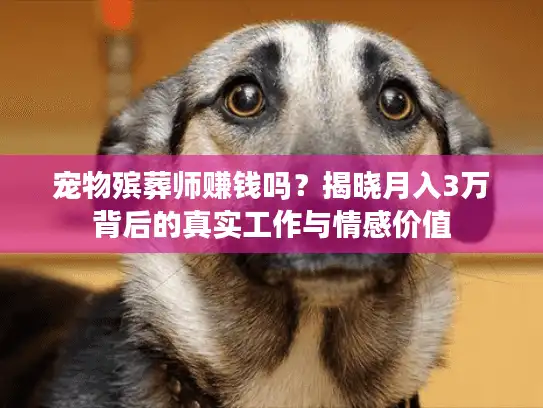 宠物殡葬师赚钱吗？揭晓月入3万背后的真实工作与情感价值