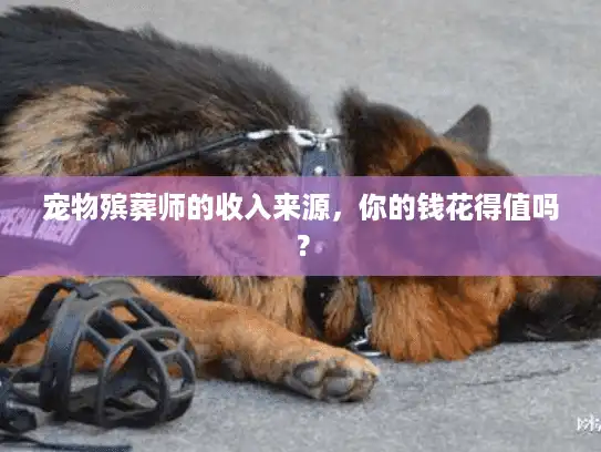 宠物殡葬师的收入来源，你的钱花得值吗？