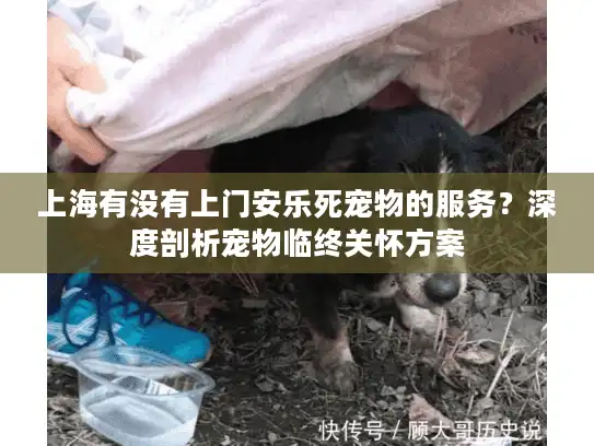 上海有没有上门安乐死宠物的服务？深度剖析宠物临终关怀方案