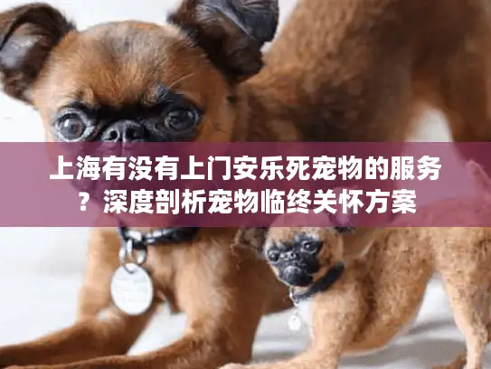 上海有没有上门安乐死宠物的服务？深度剖析宠物临终关怀方案