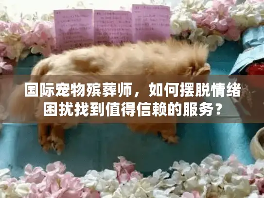 国际宠物殡葬师，如何摆脱情绪困扰找到值得信赖的服务？