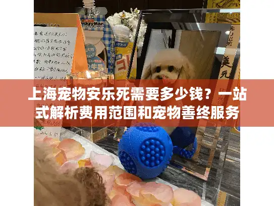上海宠物安乐死需要多少钱？一站式解析费用范围和宠物善终服务