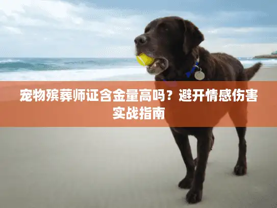 宠物殡葬师证含金量高吗？避开情感伤害实战指南