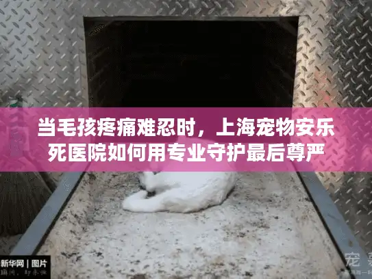 当毛孩疼痛难忍时，上海宠物安乐死医院如何用专业守护最后尊严