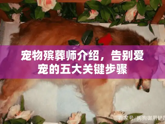 宠物殡葬师介绍，告别爱宠的五大关键步骤