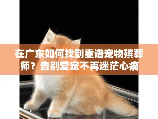 在广东如何找到靠谱宠物殡葬师？告别爱宠不再迷茫心痛