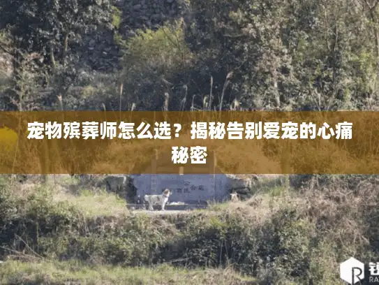 宠物殡葬师怎么选？揭秘告别爱宠的心痛秘密