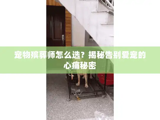 宠物殡葬师怎么选？揭秘告别爱宠的心痛秘密