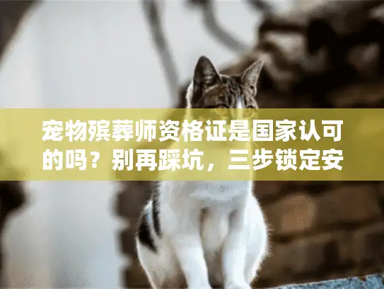 宠物殡葬师资格证是国家认可的吗？别再踩坑，三步锁定安心送别服务