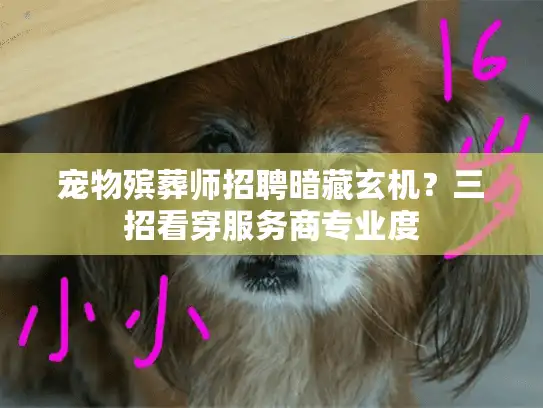 宠物殡葬师招聘暗藏玄机？三招看穿服务商专业度