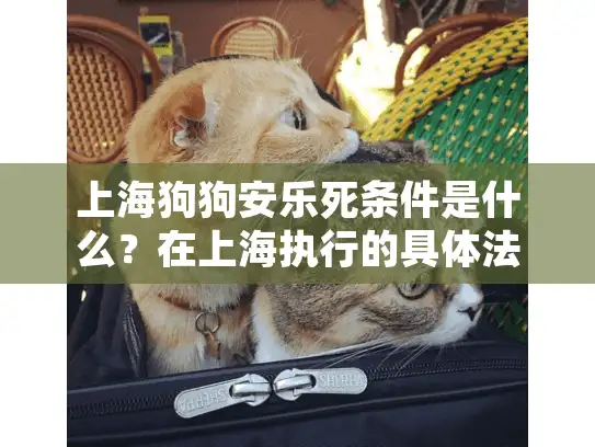 上海狗狗安乐死条件是什么？在上海执行的具体法规有哪些要求？