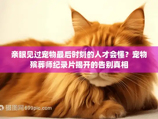 亲眼见过宠物最后时刻的人才会懂？宠物殡葬师纪录片揭开的告别真相